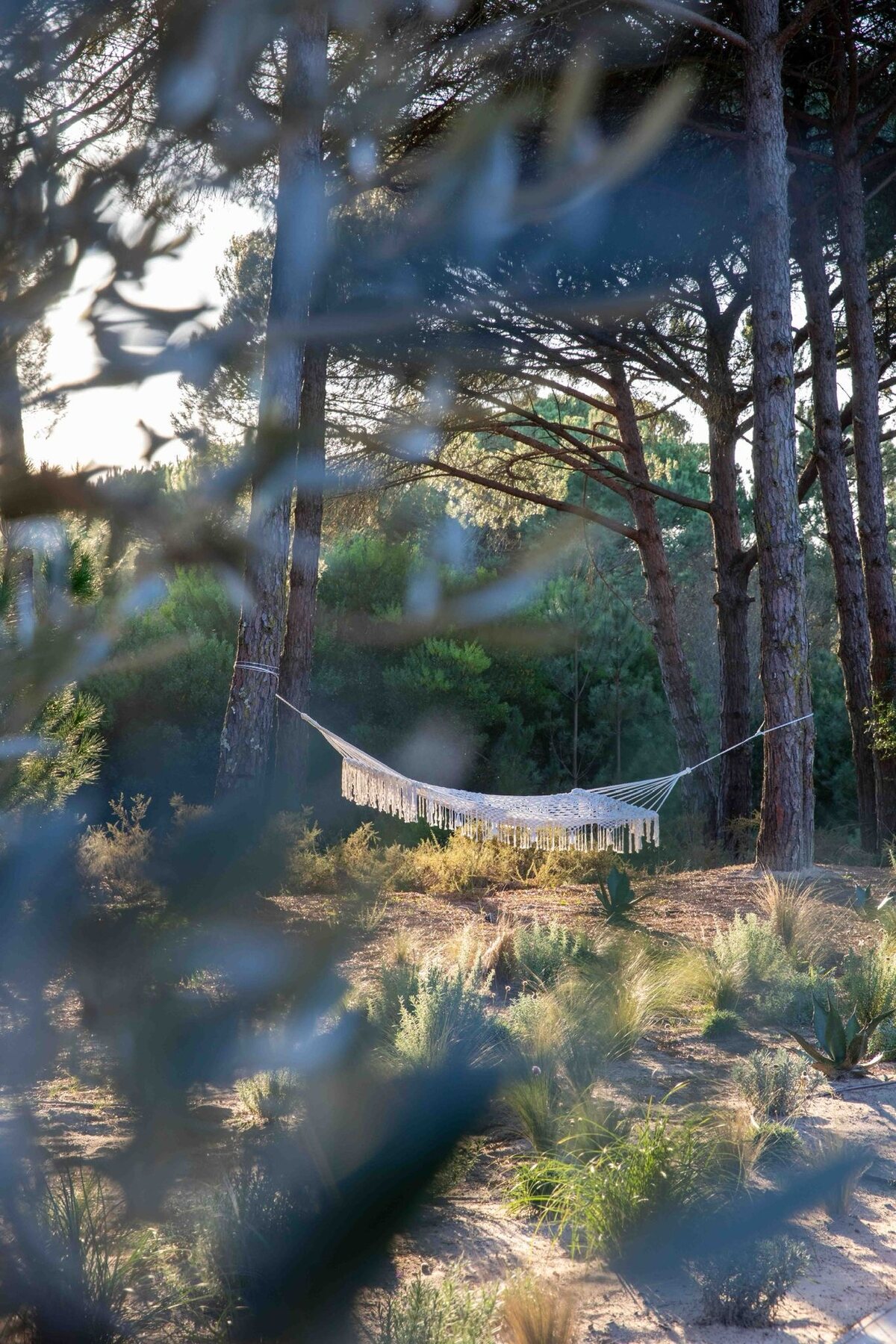 Five hectares of Portuguese pine forest