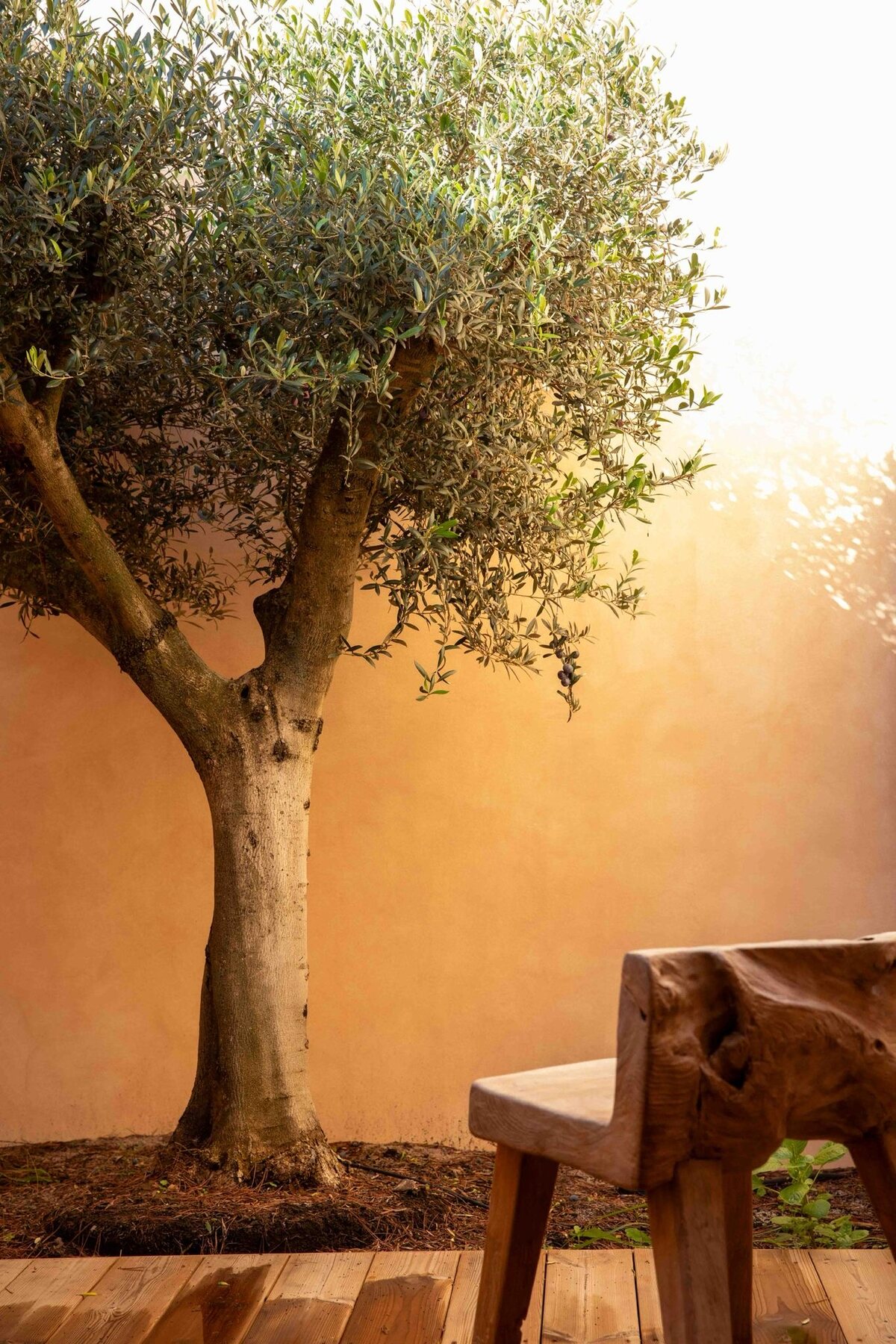 An olive tree and a place to sit